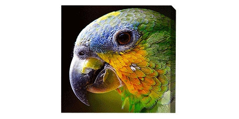 Square canvas print featured a portrait of a parrot