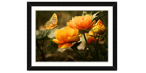 Photo frame and print of a butterfly landing on a flower
