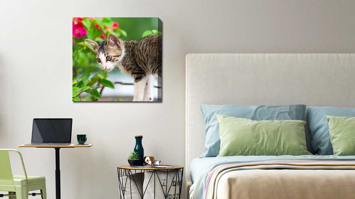 Picture of a colourful parrot on canvas in a bright red room