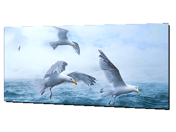 Photo of seagulls flying printed on a panoramic poster
