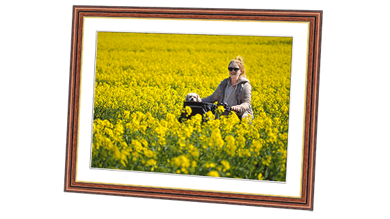 Picture of a woman riding a bike with her dog through a field of yellow rapeseed flowers framed in a walnut frame