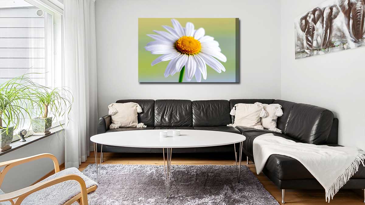 Photo canvas of a daisy hanging on the wall in a black and white sitting room